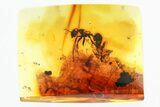 Detailed Fossil Ant, Moth Fly, and Moss (Bryophyta) In Baltic Amber #310950-1